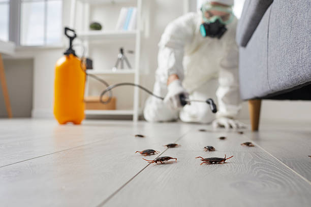 Commercial Rodent Management in Harris Hill